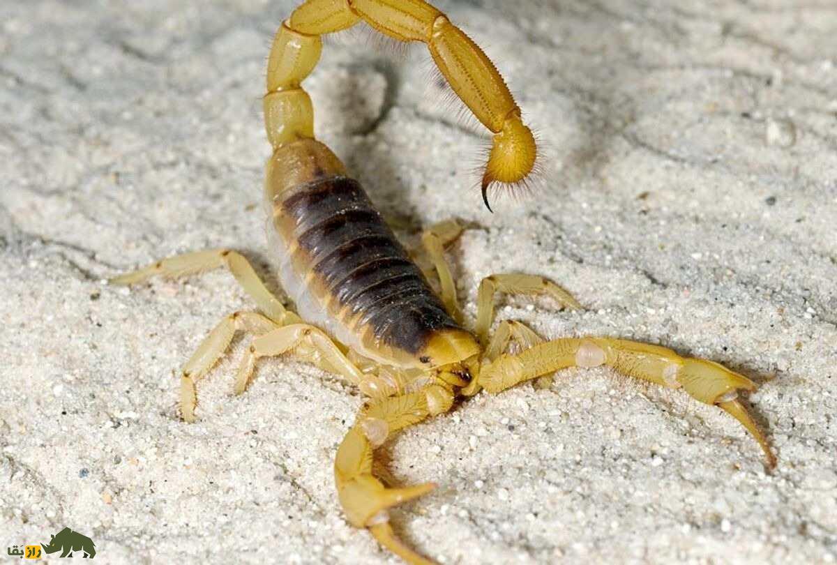 عقرب زرد برزیلی؛ خطرناک‌ترزین عقرب دنیا و دومین عقرب سمی دنیا