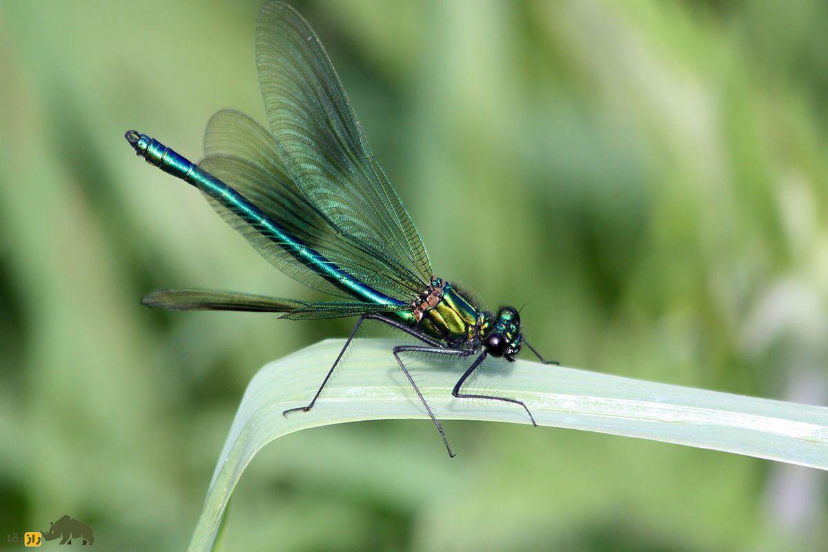 از انسان تا سوسک قهوهای؛ شهرهایی که سکس حیوانات را تغییر دادهاند سنجاقک سبز آبی بر روی شاخه سبز