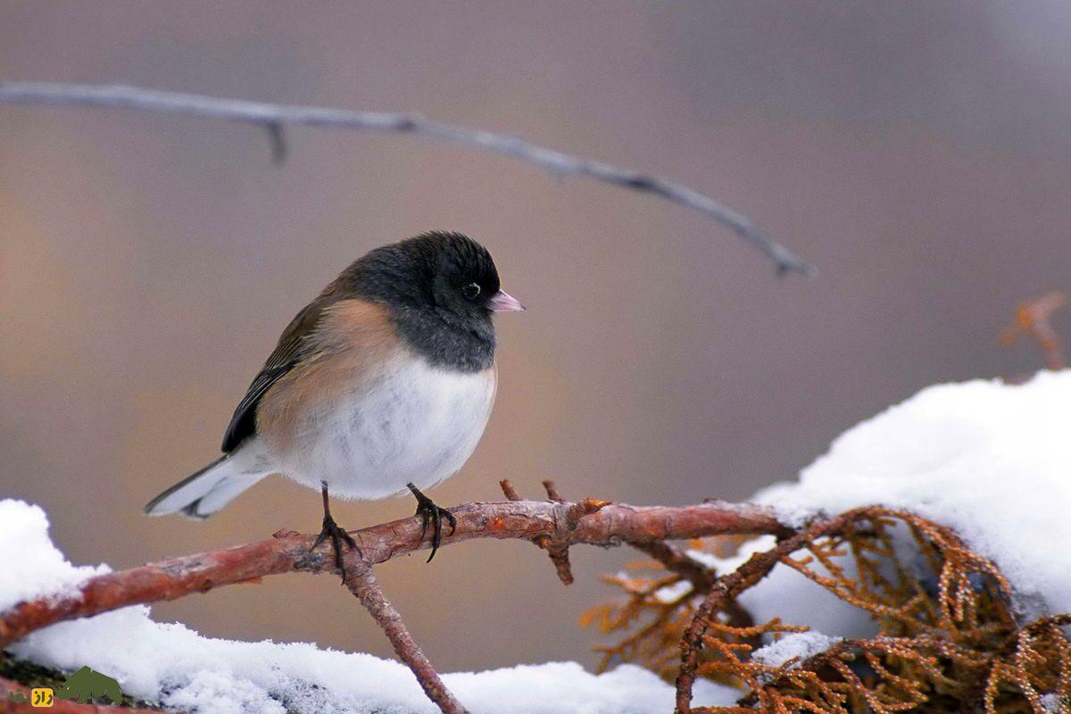 از انسان تا سوسک قهوهای؛ شهرهایی که سکس حیوانات را تغییر دادهاند سازونشین چشمتیره بر روی شاخه قوه ای در برف