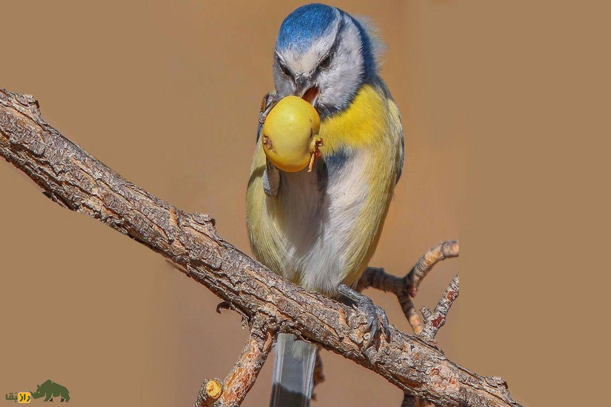 از انسان تا سوسک قهوهای؛ شهرهایی که سکس حیوانات را تغییر دادهاند پرنده چرخ ریسک روی شاخه درخت درحال خوردن میوه