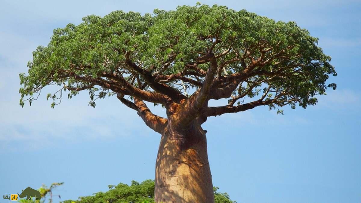 درخت بائوباب، عجیبترین درخت دنیا با ۳۰ متر ارتفاع که ۱۲۰ هزار لیتر آب ذخیره میکند نیمتنه بالایی درخت بائوباب