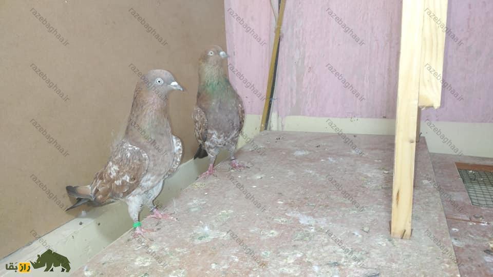 کبوتر کراچی؛ کبوتر پاکستانی که به داشتن قدرت و زیبایی مشهور است کبوتر کراچی؛ کبوتر پاکستانی که به داشتن قدرت و زیبایی مشهور است