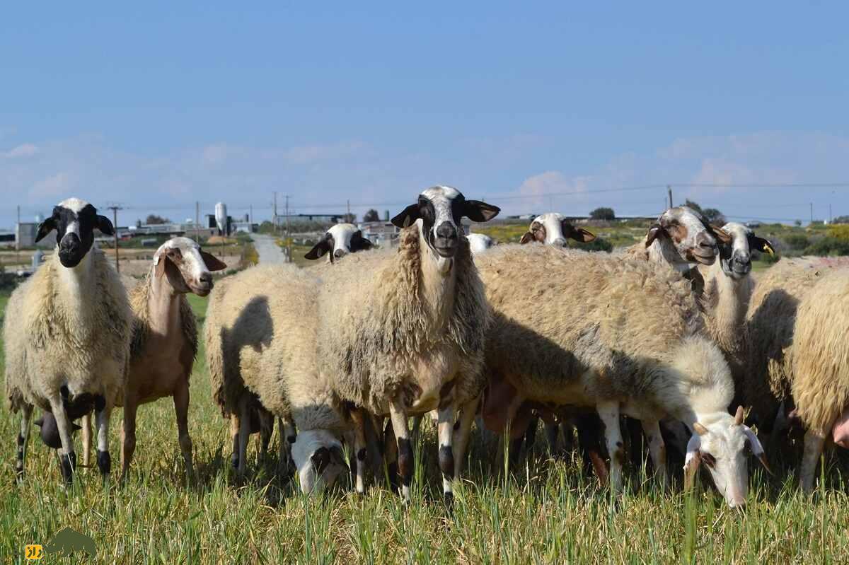 همه چیز درباره گوسفند (Sheep)؛ انواع نژاد‌های گوسفند ایرانی و خارجی را بشناسید