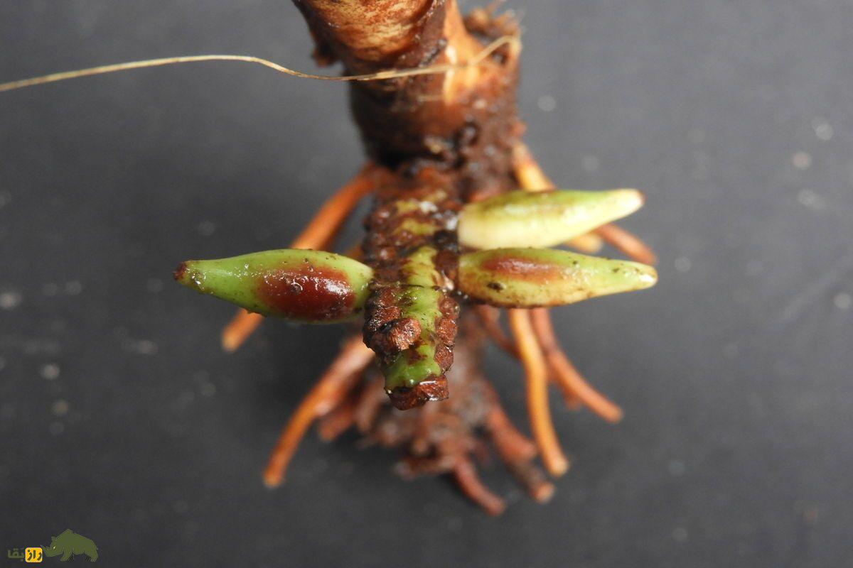 نخل خاصی که گلها و میوههایش زیر زمین هستند ریشه نخل