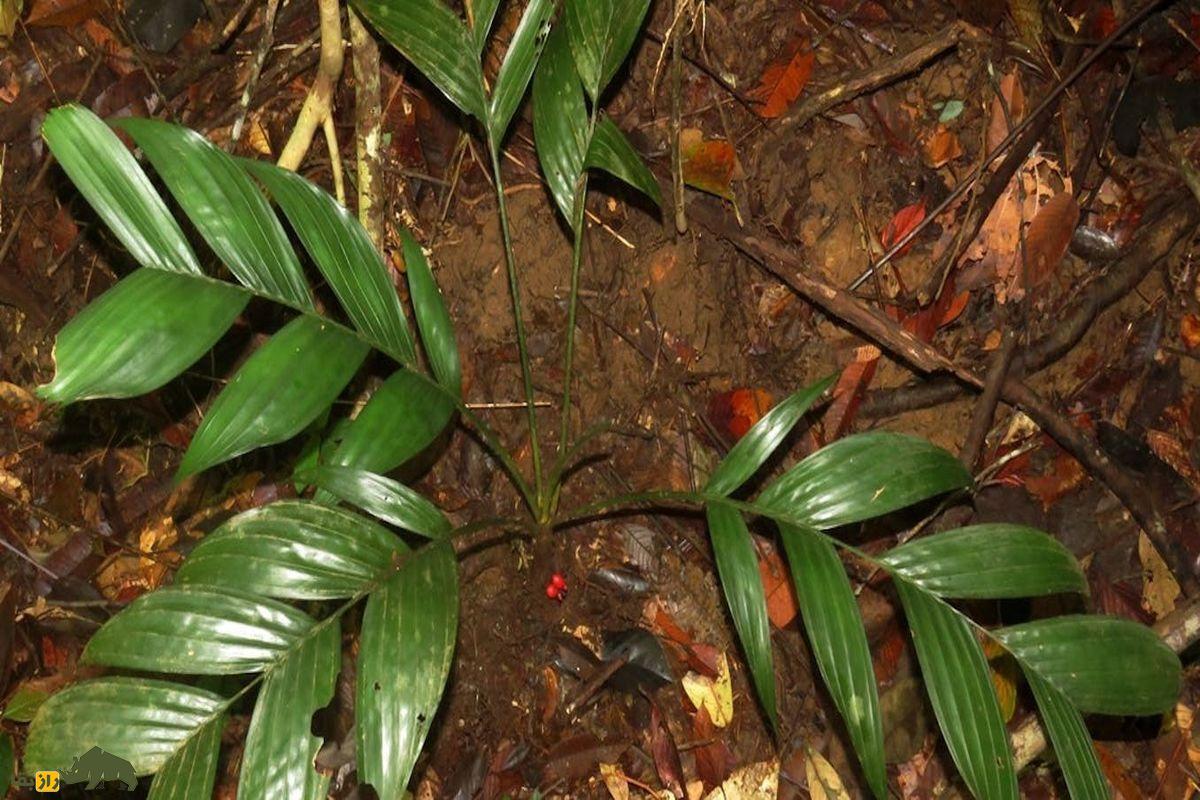 نخل خاصی که گلها و میوههایش زیر زمین هستند نخل با میوه  زیر زمین