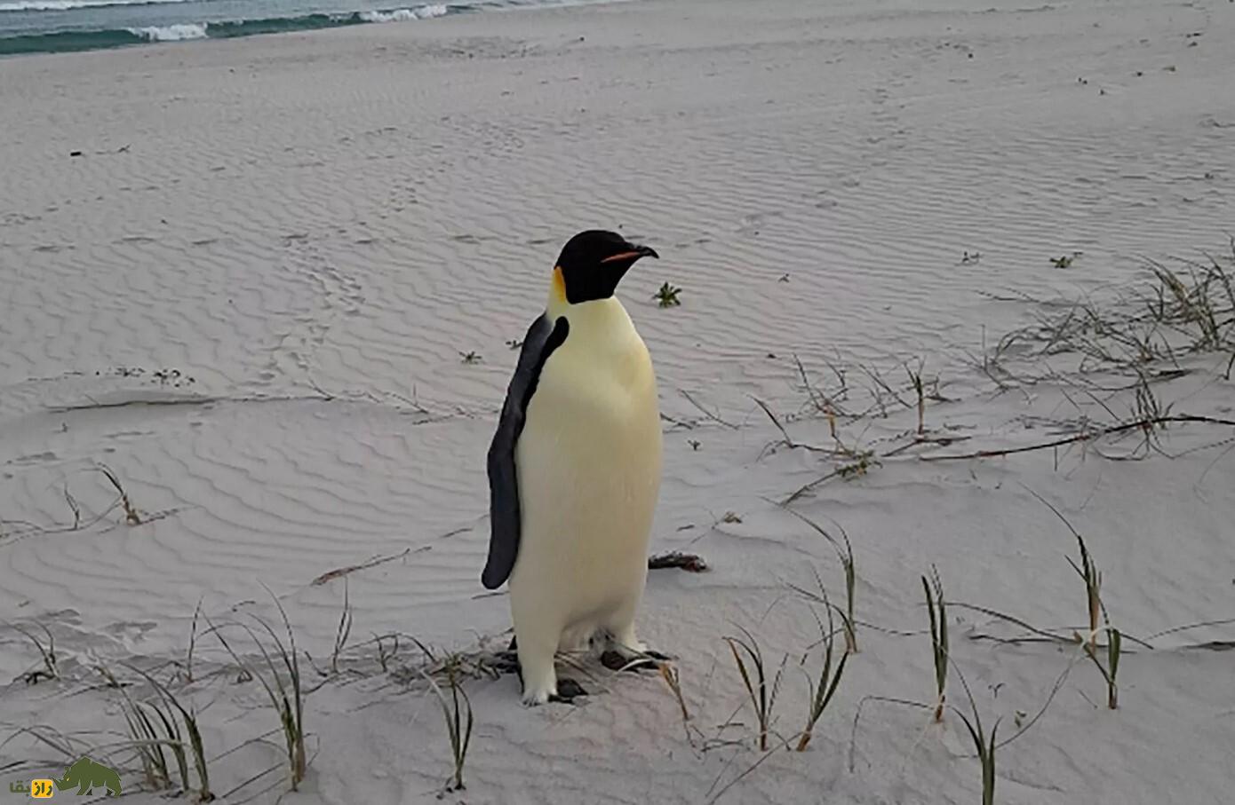 پنگوئن «جوان و سرخوش» با شنا از قطب جنوب به استرالیا آمد؛ شنای بی‌سابقه ۳۵۰۰ کیلومتری!