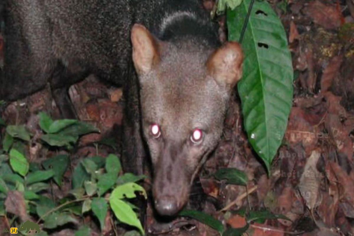 سگ کوتاه‌گوش آمازونی در جنگل با برگ سبز