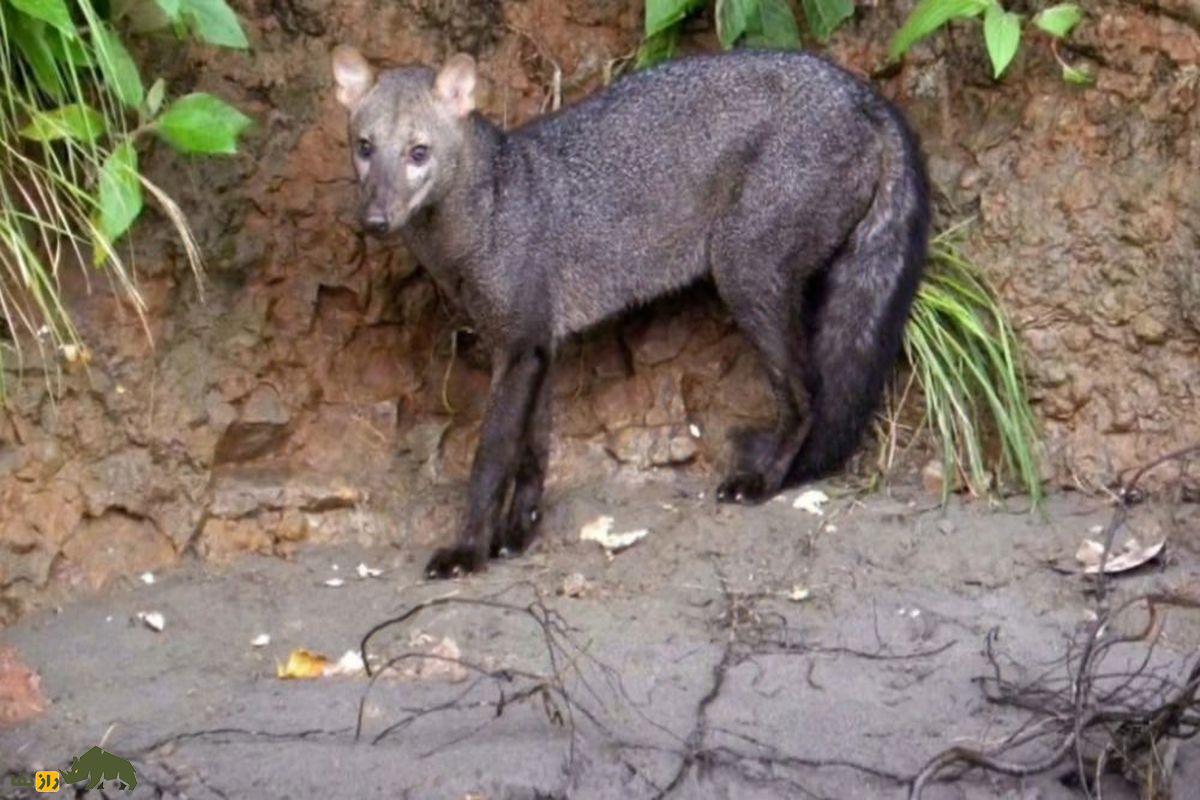 سگ کوتاه‌گوش آمازونی در صخره