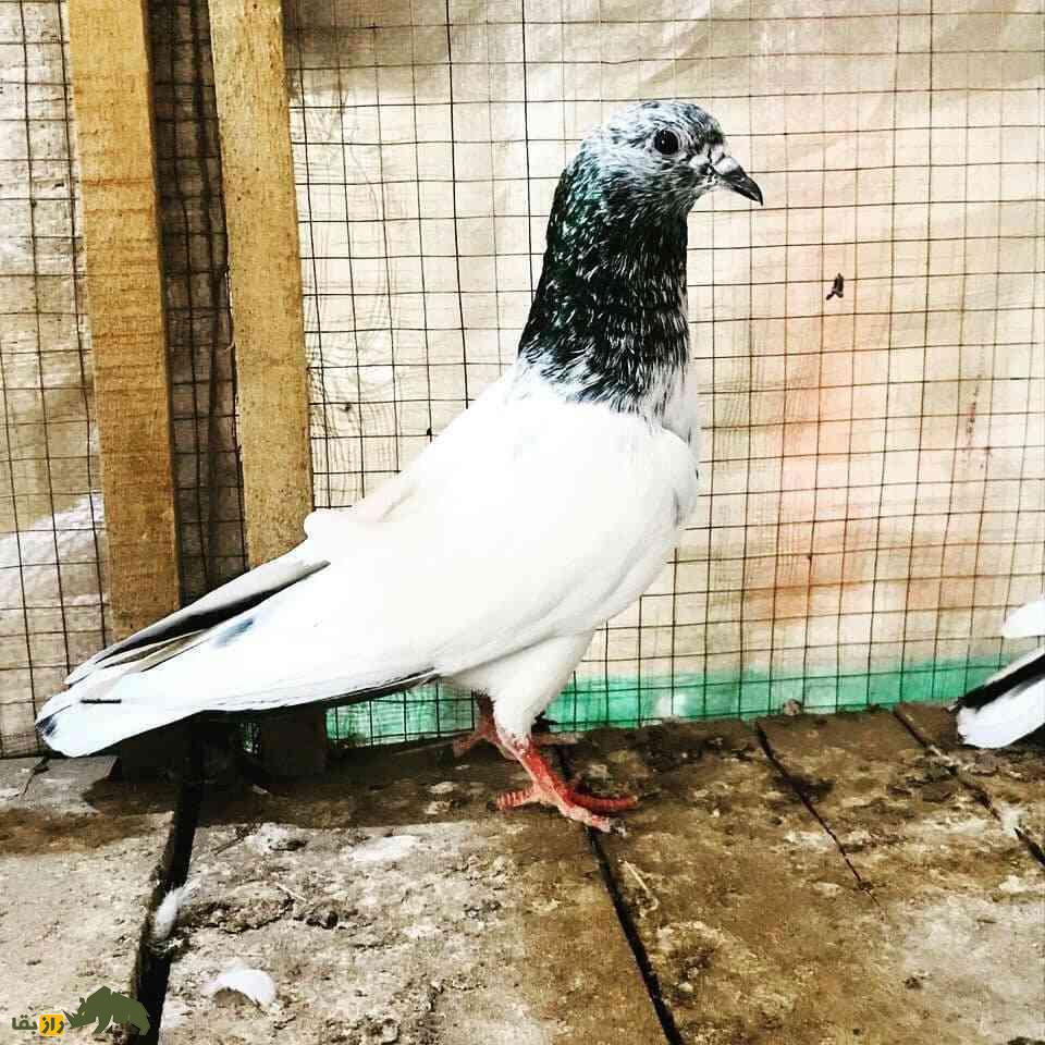 کبوتر سیالکوتی؛ کبوتر شگفتانگیز پاکستانی که برای مردم نماد افتخار و غرور است کبوتر سیالکوتی؛ کبوتر شگفتانگیز پاکستانی که برای مردم نماد افتخار و غرور است