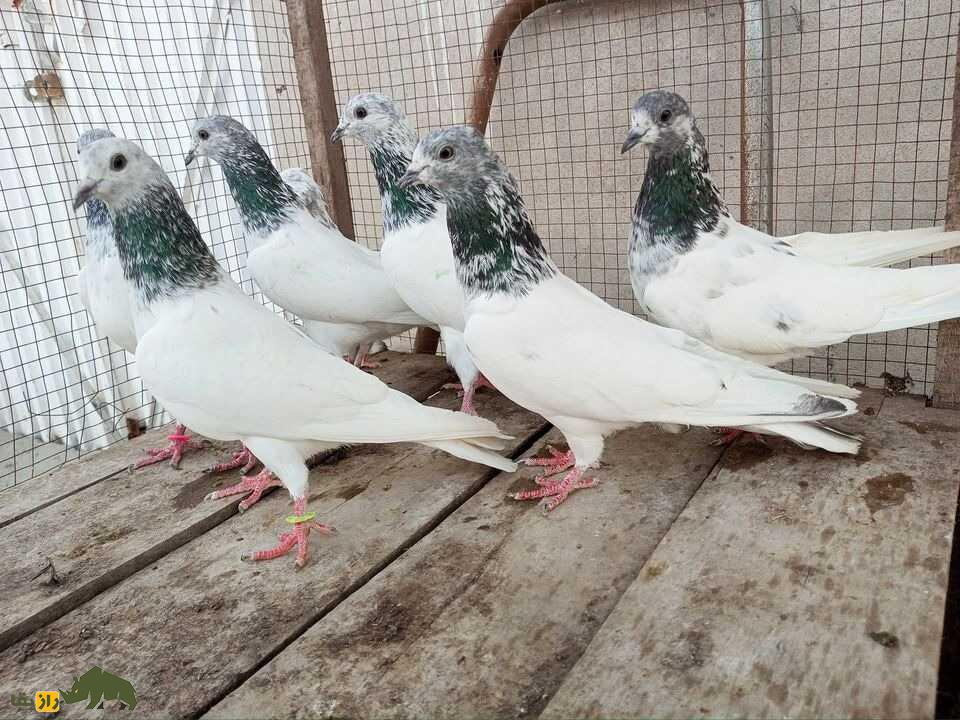 کبوتر سیالکوتی؛ کبوتر شگفتانگیز پاکستانی که برای مردم نماد افتخار و غرور است کبوتر سیالکوتی؛ کبوتر شگفتانگیز پاکستانی که برای مردم نماد افتخار و غرور است