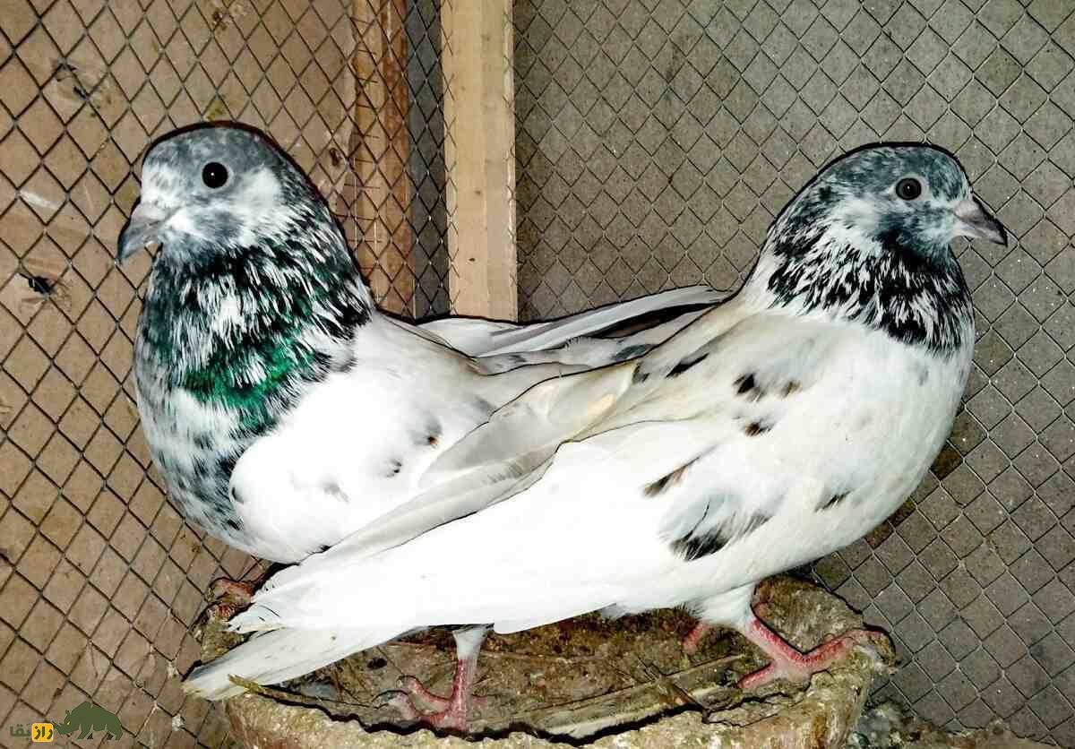 کبوتر سیالکوتی؛ کبوتر شگفتانگیز پاکستانی که برای مردم نماد افتخار و غرور است کبوتر سیالکوتی؛ کبوتر شگفتانگیز پاکستانی که برای مردم نماد افتخار و غرور است