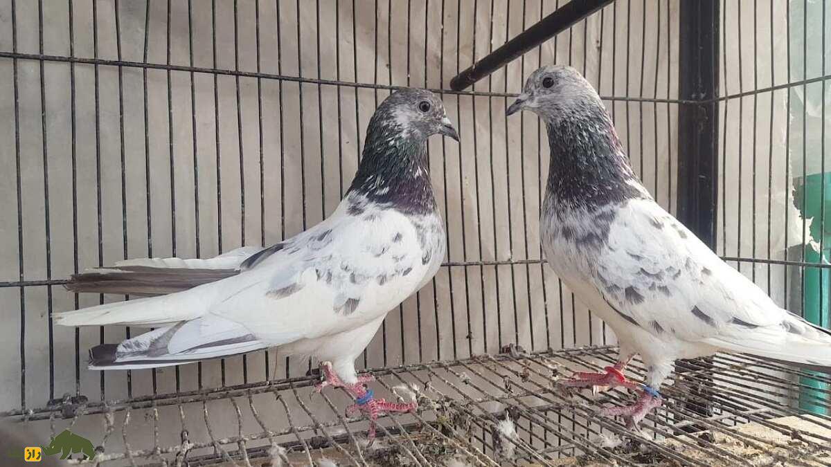 کبوتر سیالکوتی؛ کبوتر شگفتانگیز پاکستانی که برای مردم نماد افتخار و غرور است کبوتر سیالکوتی؛ کبوتر شگفتانگیز پاکستانی که برای مردم نماد افتخار و غرور است