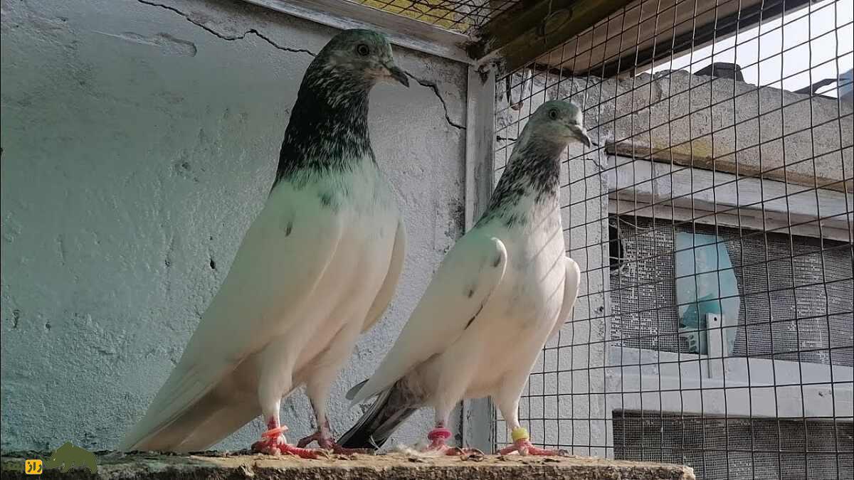 کبوتر سیالکوتی؛ کبوتر شگفتانگیز پاکستانی که برای مردم نماد افتخار و غرور است کبوتر سیالکوتی؛ کبوتر شگفتانگیز پاکستانی که برای مردم نماد افتخار و غرور است