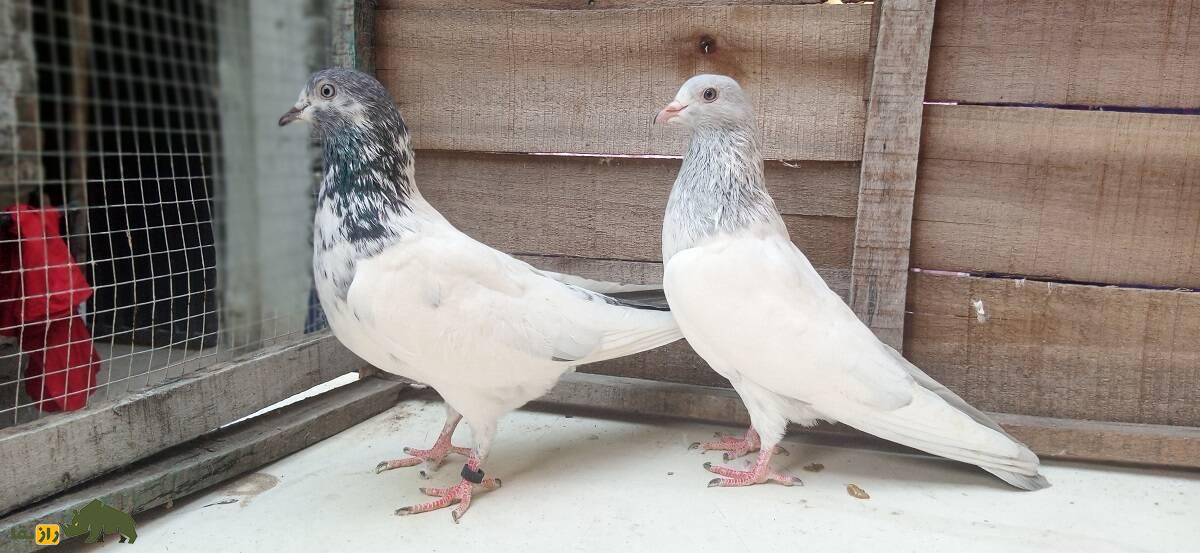 کبوتر سیالکوتی؛ کبوتر شگفتانگیز پاکستانی که برای مردم نماد افتخار و غرور است کبوتر سیالکوتی؛ کبوتر شگفتانگیز پاکستانی که برای مردم نماد افتخار و غرور است