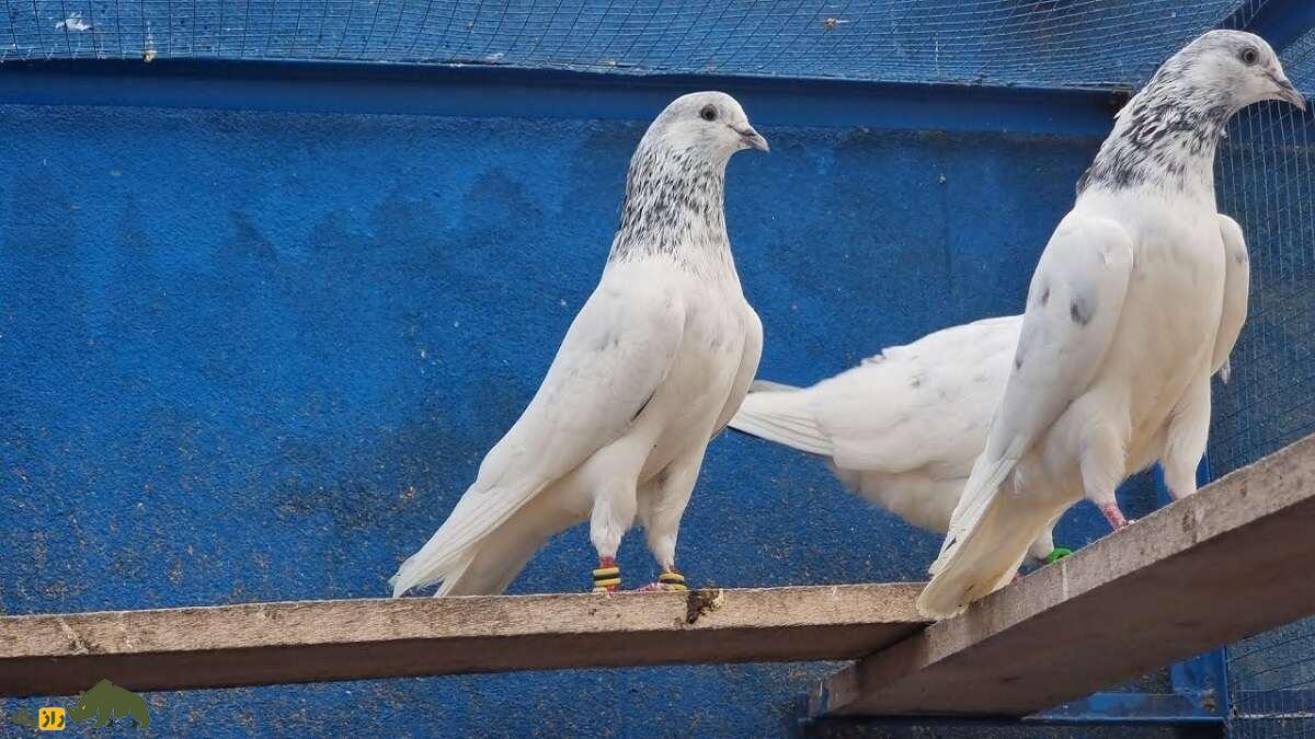 کبوتر سیالکوتی؛ کبوتر شگفت‌انگیز پاکستانی که برای مردم نماد افتخار و غرور است