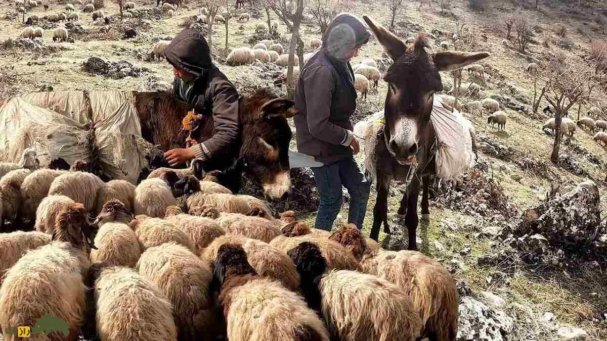 گوسفند حمدانی؛ گوسفند ۱۰۰ کیلویی متخصص زندگی در خاورمیانه است و دنبه‌اش مشهور است