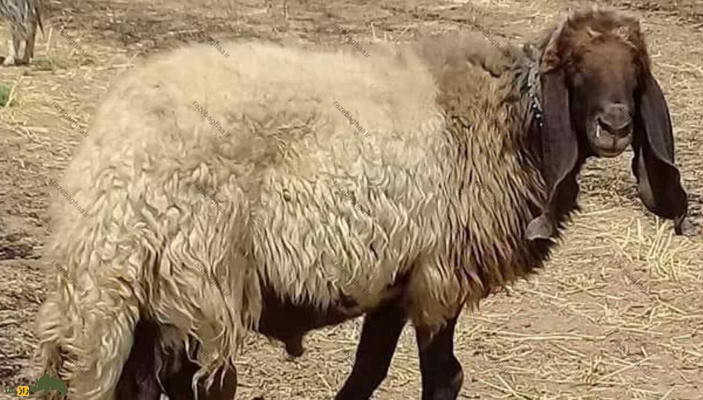 گوسفند حمدانی؛ گوسفند ۱۰۰ کیلویی کشور‌های عربی که دنبه بزرگش در جهان بسیار مشهور است