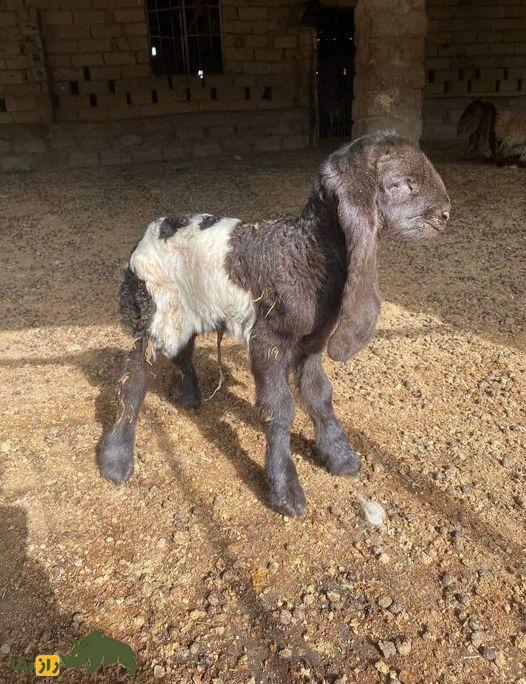 گوسفند حمدانی؛ گوسفند ۱۰۰ کیلویی کشور‌های عربی که دنبه بزرگش در جهان بسیار مشهور است