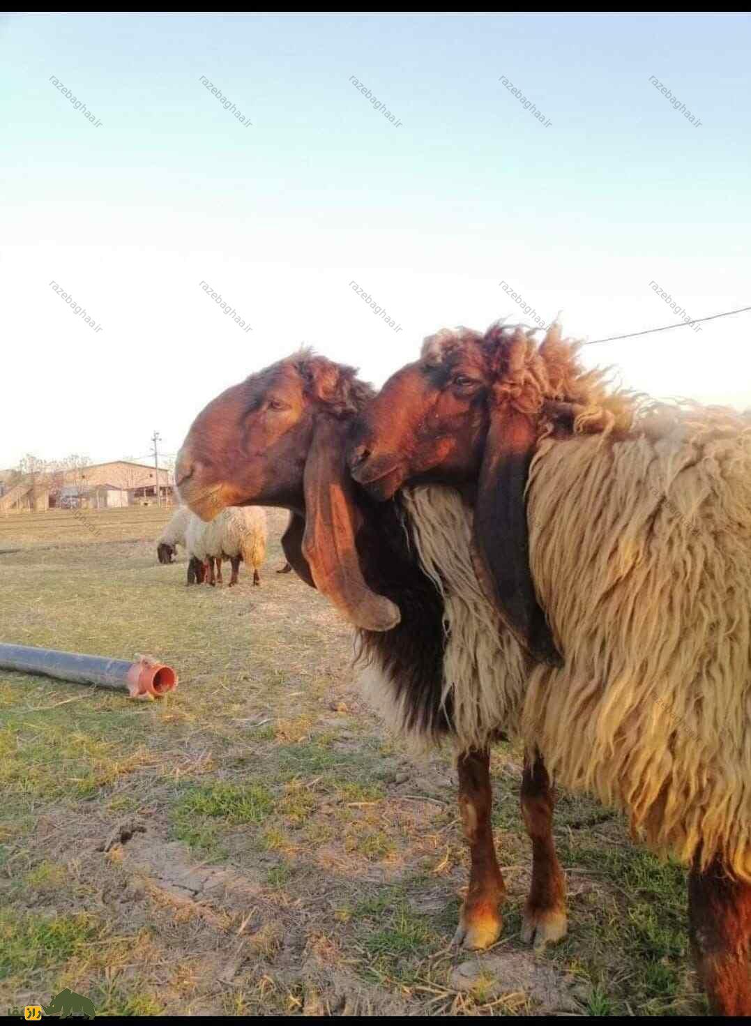 گوسفند حمدانی؛ گوسفند ۱۰۰ کیلویی کشور‌های عربی که دنبه بزرگش در جهان بسیار مشهور است