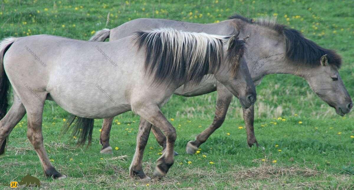 دو اسب تارپان