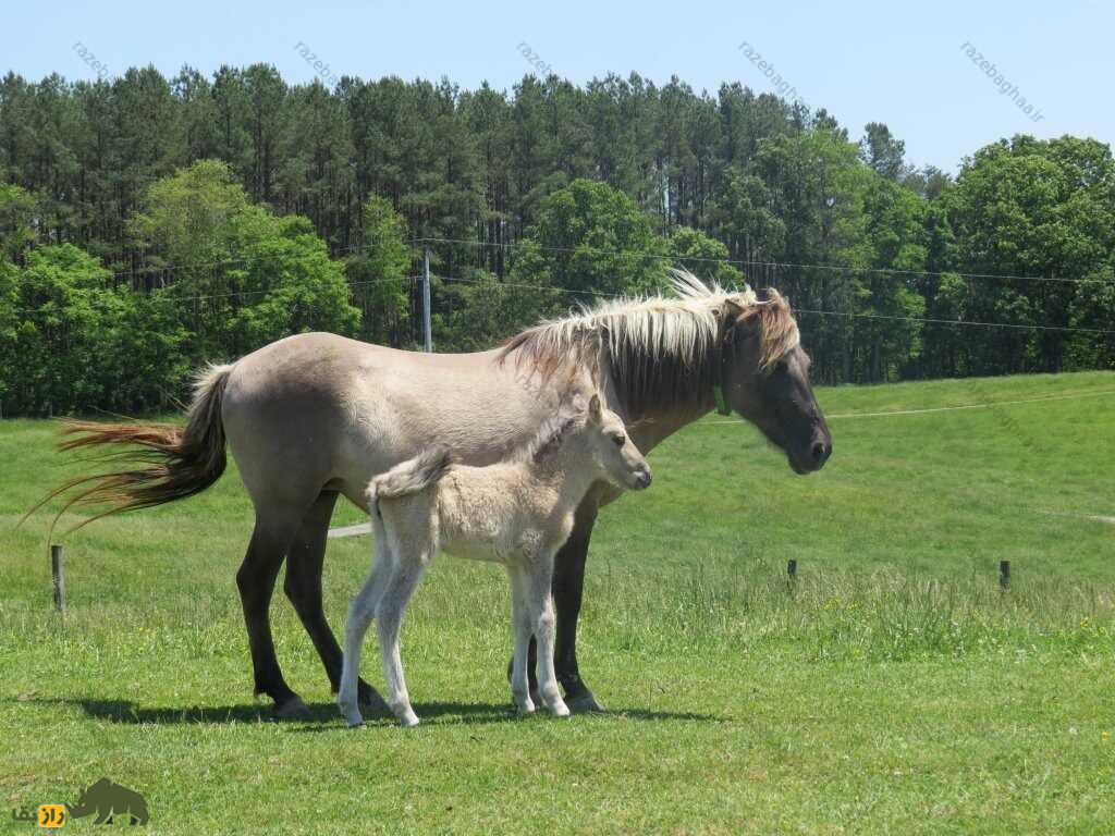 اسب تارپان و کره‌اش در دشت