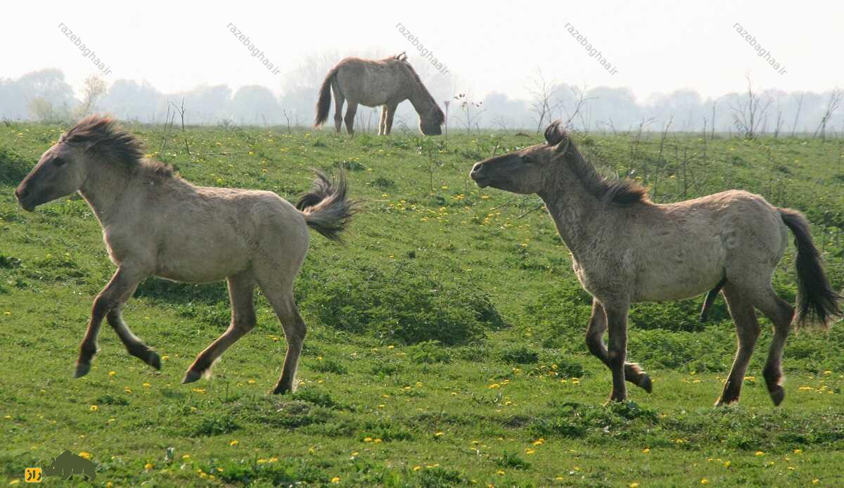 دو اسب تارپان که در دشت می‌دوند