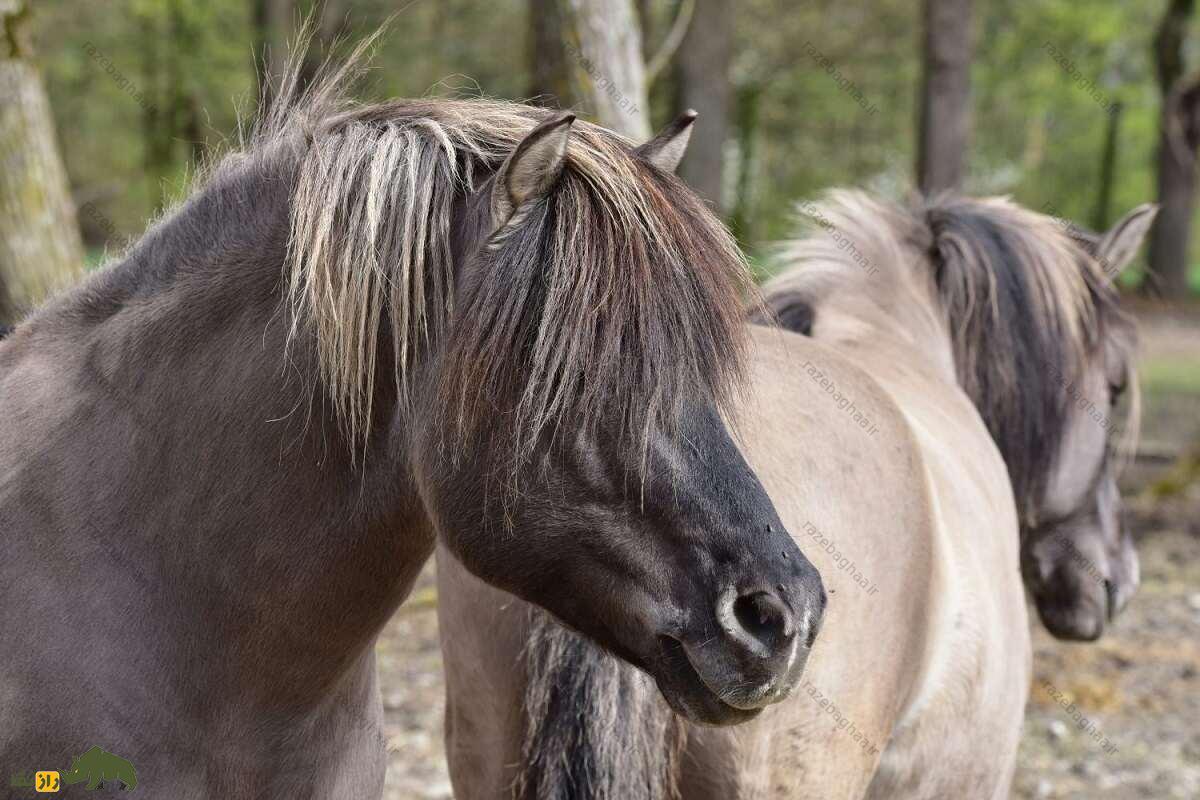 اسب تارپانبا یال بلند و چهره ای با رنگ تیره