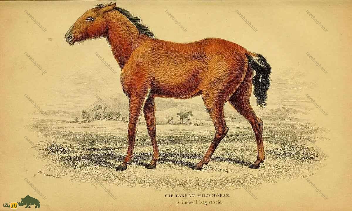 اسب تارپان؛ اسبی که انسان‌های اولیه عاشقش بودند و هیچگاه کاملا اهلی نشد
