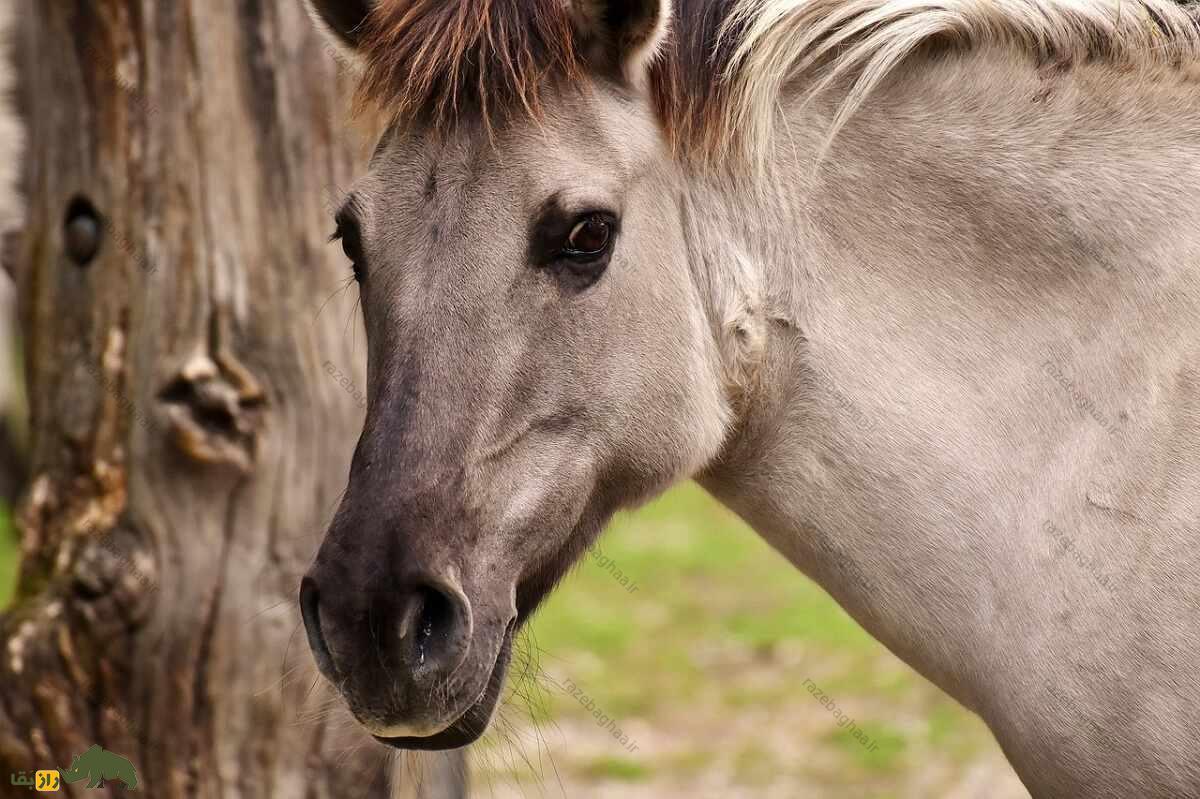 اسب تارپان؛ اسبی که انسان‌های اولیه عاشقش بودند و هیچگاه کاملا اهلی نشد