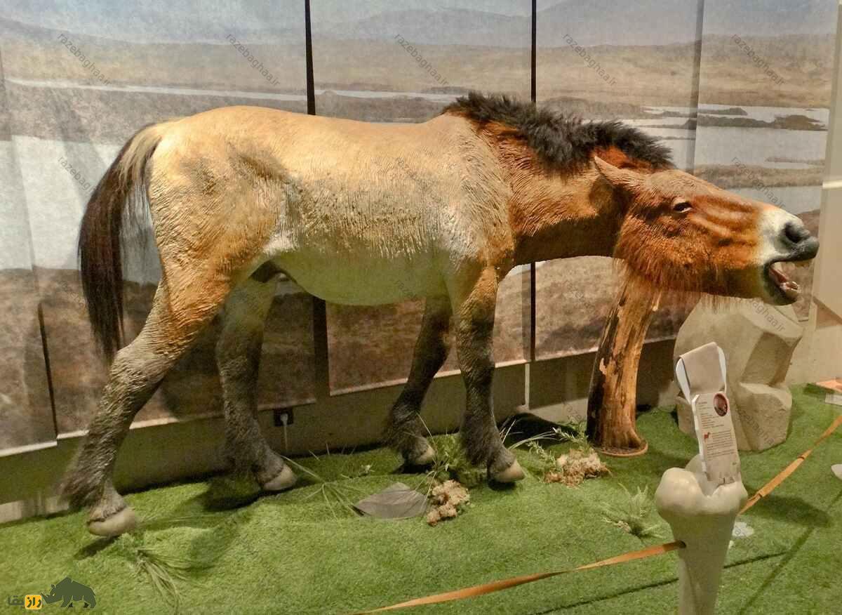 اسب تارپان؛ اسبی که انسان‌های اولیه عاشقش بودند و هیچگاه کاملا اهلی نشد