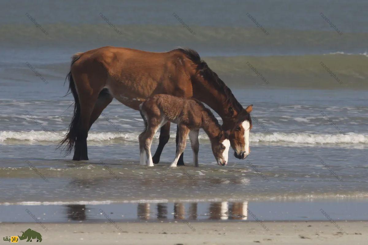از جزیره آشوراده تا مری‌لند آمریکا؛ کم‌یاب‌ترین اسب دنیا در ایران زندگی می‌کند