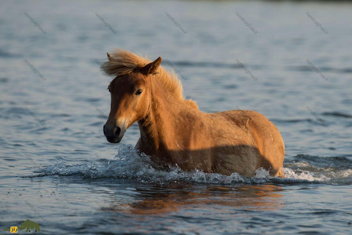 از جزیره آشوراده تا مری‌لند آمریکا؛ کم‌یاب‌ترین اسب دنیا در ایران زندگی می‌کند