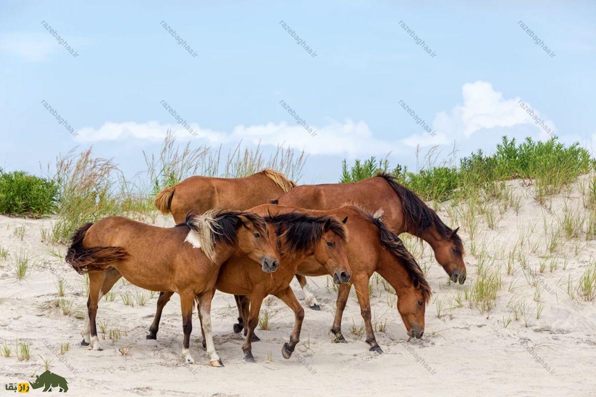 از جزیره آشوراده تا مری‌لند آمریکا؛ کم‌یاب‌ترین اسب دنیا در ایران زندگی می‌کند