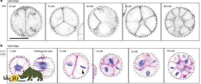 پاسخ جدید و شوکه‌کننده دانشمندان به سؤال «اول مرغ بود یا تخم مرغ»؟