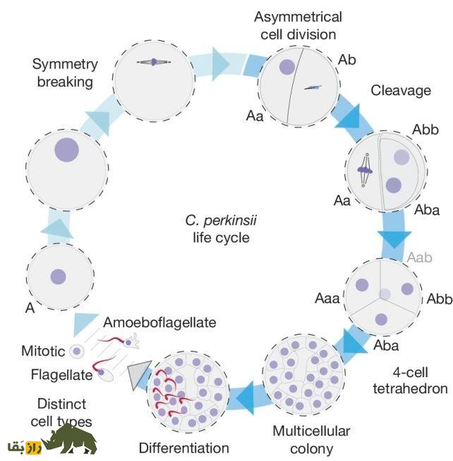 پاسخ جدید و شوکه‌کننده دانشمندان به سؤال «اول مرغ بود یا تخم مرغ»؟