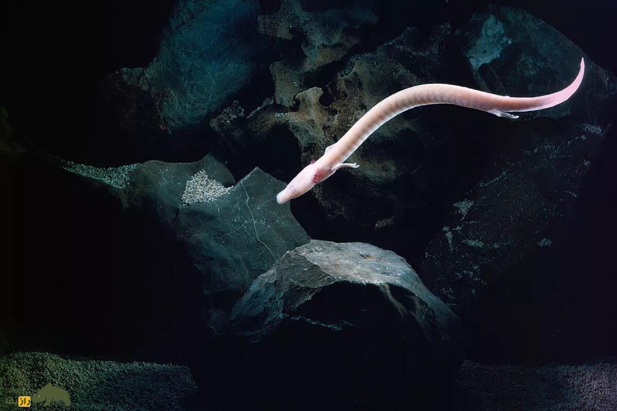 اولم؛ عجیبترین حیوان دنیا با پوستی شبیه انسان که ۱۰۰ سال عمر میکند و ۱۰ سال بدون غذا زنده میماند اولم در حال شنا