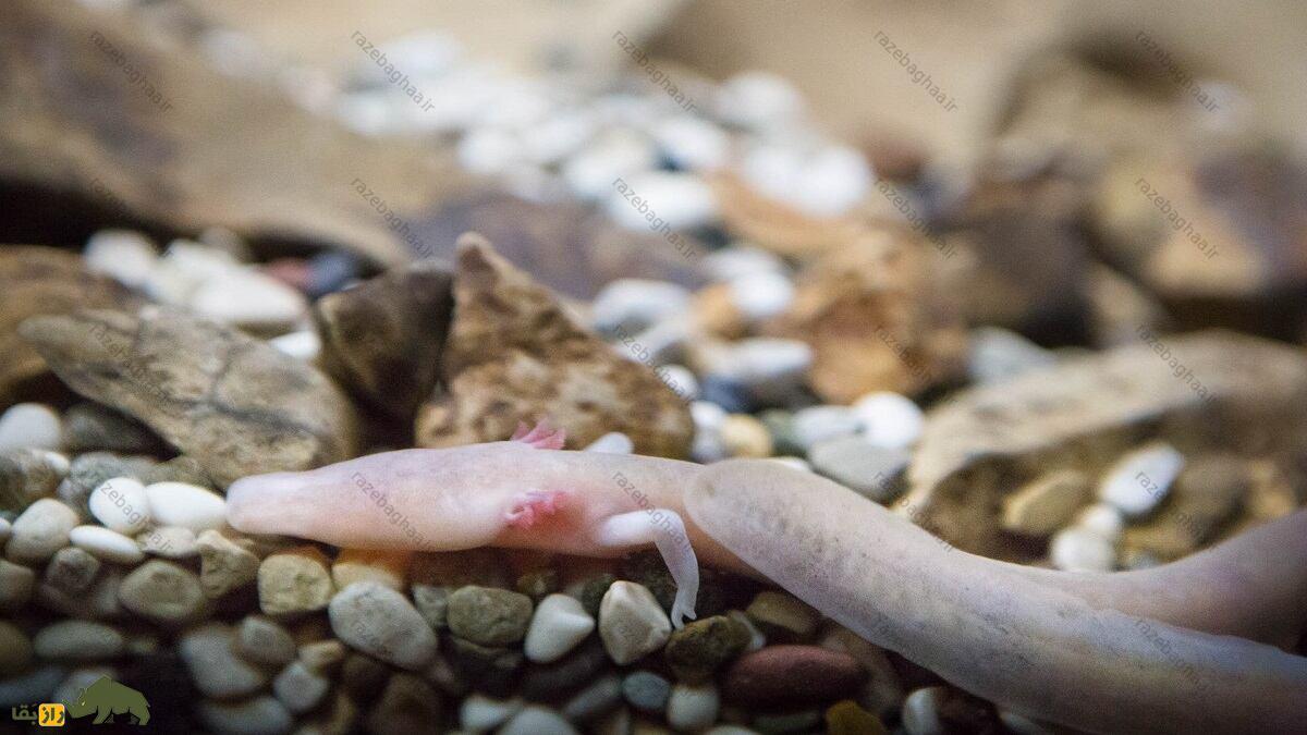 اولم؛ عجیبترین حیوان دنیا با پوستی شبیه انسان که ۱۰۰ سال عمر میکند و ۱۰ سال بدون غذا زنده میماند اولم از نمای جانبی