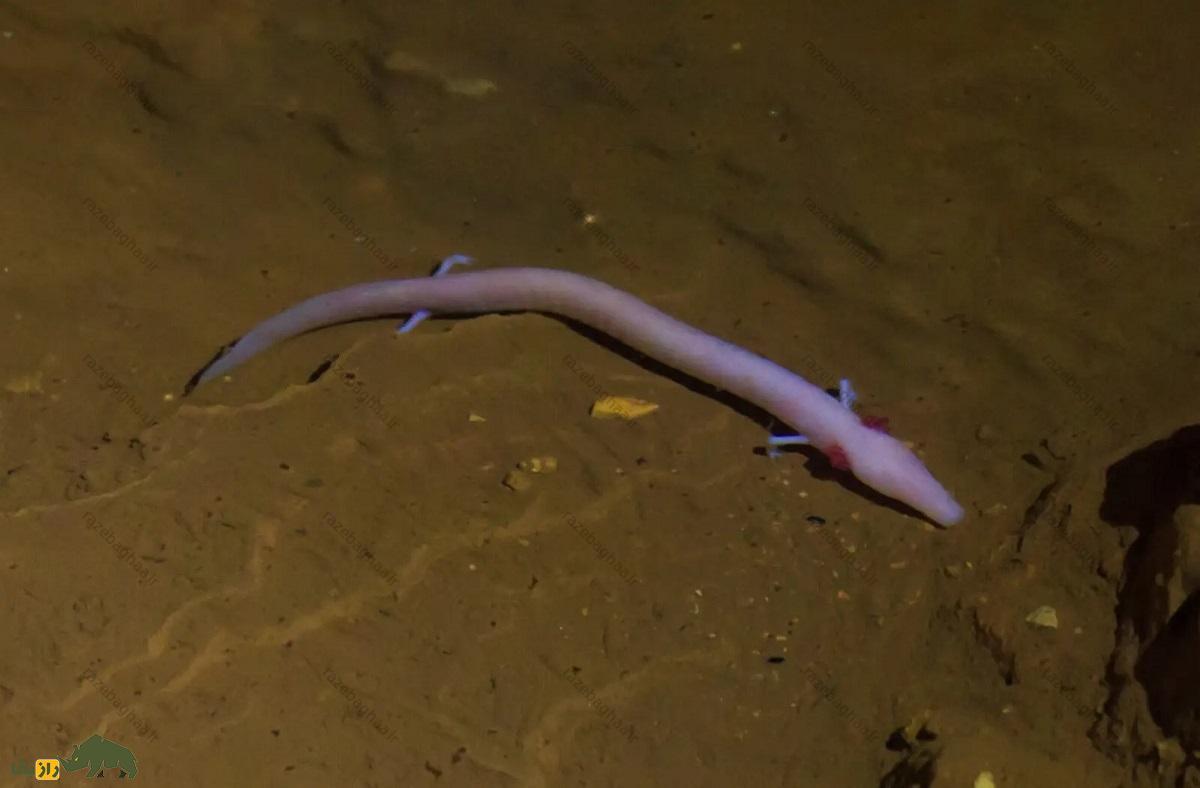 اولم؛ عجیبترین حیوان دنیا با پوستی شبیه انسان که ۱۰۰ سال عمر میکند و ۱۰ سال بدون غذا زنده میماند اولم در نمای زیر آب