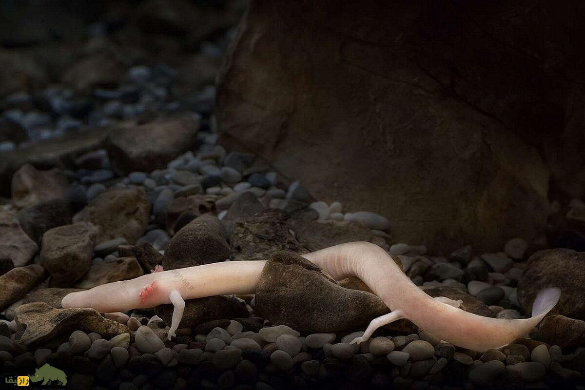 اولم؛ عجیبترین حیوان دنیا با پوستی شبیه انسان که ۱۰۰ سال عمر میکند و ۱۰ سال بدون غذا زنده میماند اولم در شکاف های زیرزمینی