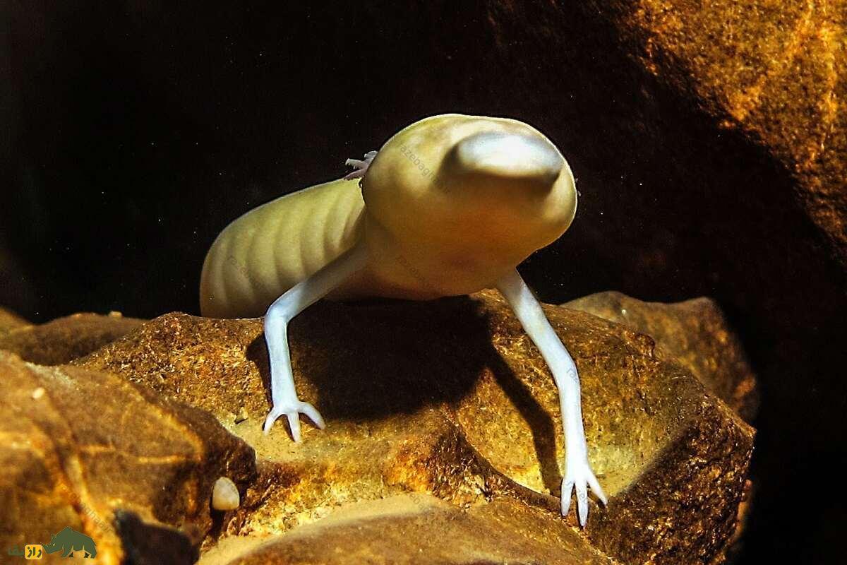 اولم؛ عجیبترین حیوان دنیا با پوستی شبیه انسان که ۱۰۰ سال عمر میکند و ۱۰ سال بدون غذا زنده میماند اولم از نمای روبرو