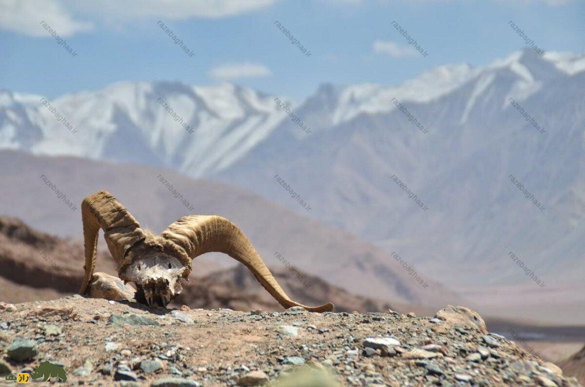 بز پامیر یا بدخشانی؛ بز افغانستانی با شاخهای بزرگ که مردم محلی آن را با خدایان مرتبط میدانند بز پامیر یا بدخشانی؛ بز افغانستانی با شاخهای بزرگ که مردم محلی آن را با خدایان مرتبط میدانند