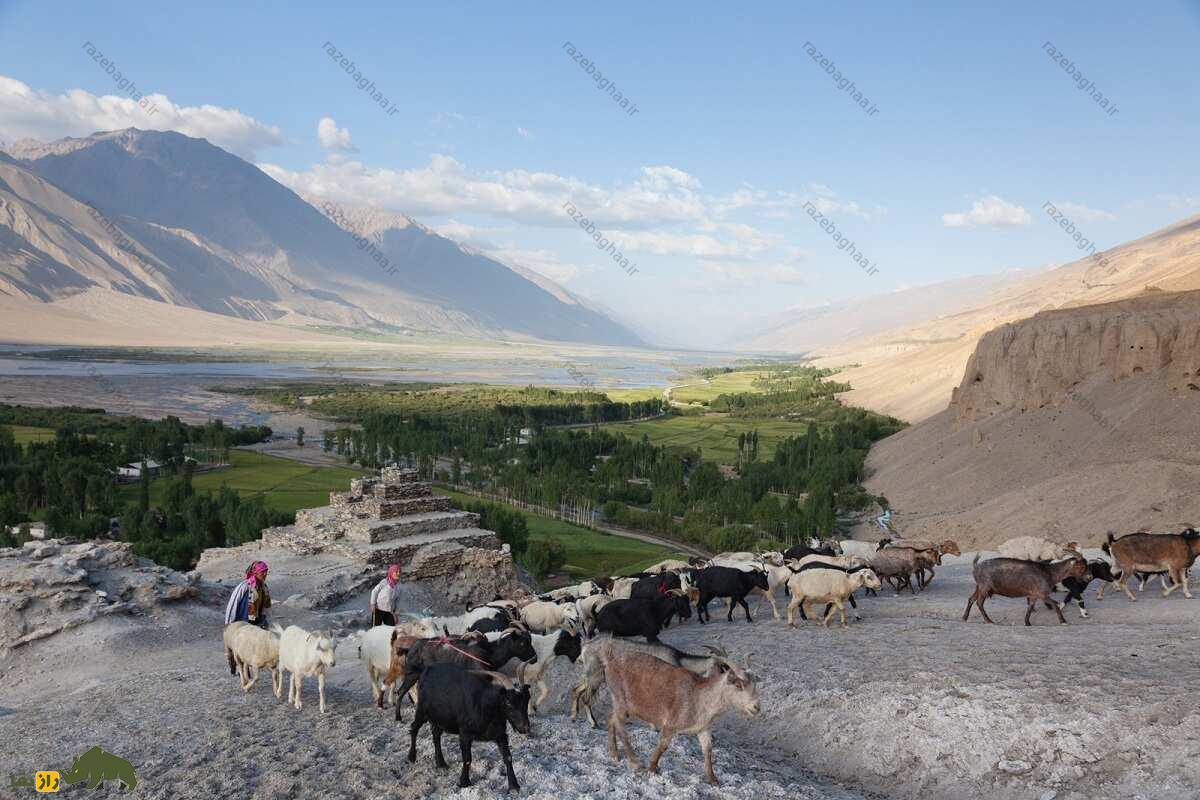 بز پامیر یا بدخشانی؛ بز افغانستانی با شاخهای بزرگ که مردم محلی آن را با خدایان مرتبط میدانند نمایی دور از گله بزهای پامیر