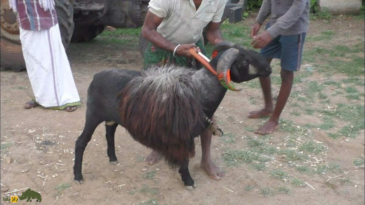 گوسفند دِکَنی؛ گوسفند هندی که سخت‌جان‌ترین گوسفند دنیاست
