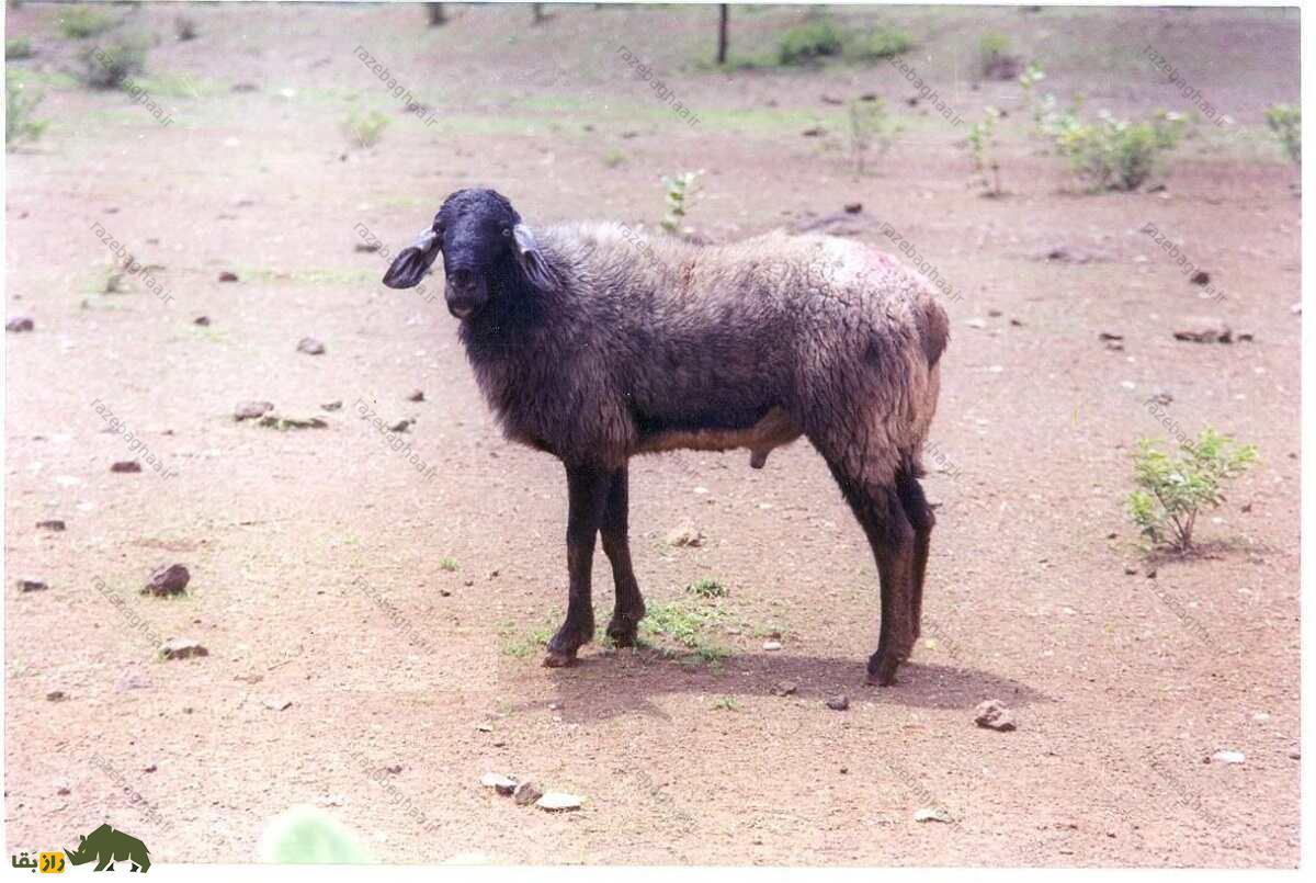 گوسفند دِکَنی؛ گوسفند هندی که سخت‌جان‌ترین گوسفند دنیاست