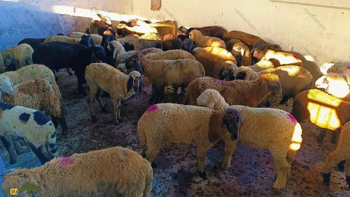 گوسفند دِکَنی؛ گوسفند هندی که سخت‌جان‌ترین گوسفند دنیاست