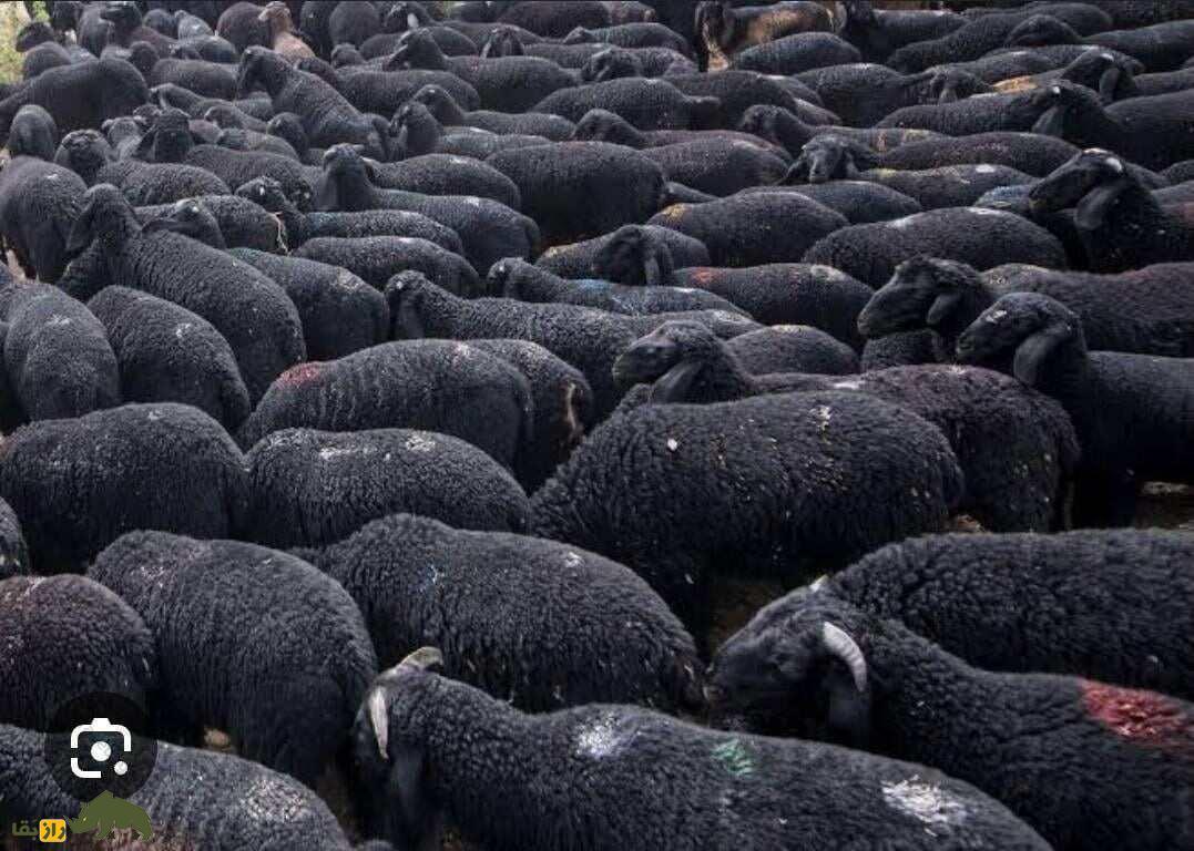 گوسفند دِکَنی؛ گوسفند هندی که سخت‌جان‌ترین گوسفند دنیاست