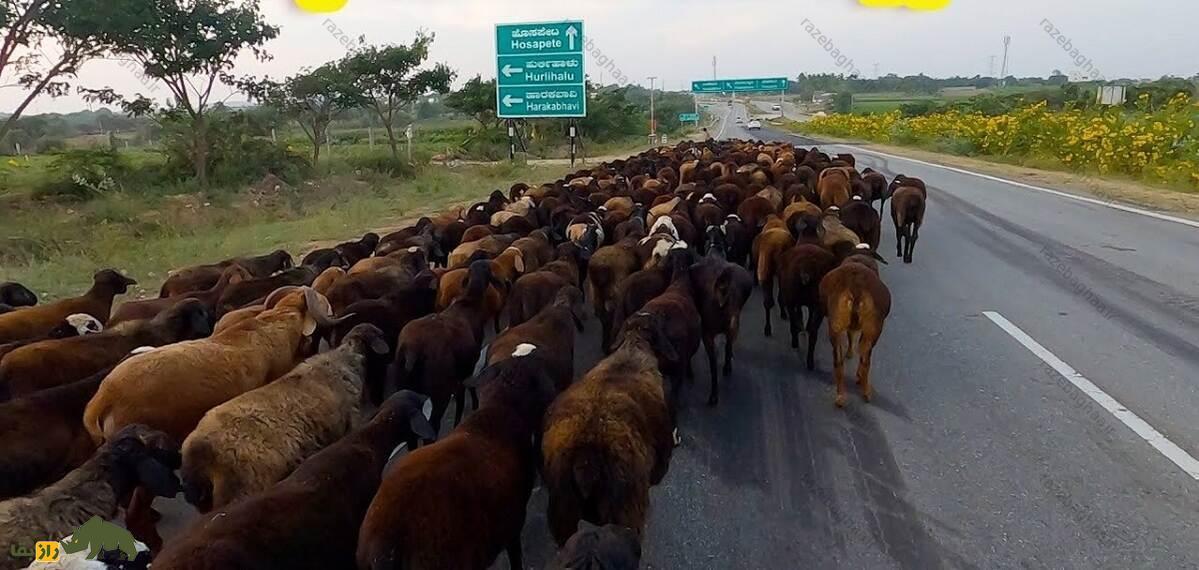 گله گوسفند دِکَنی در حال عبور از خیابان