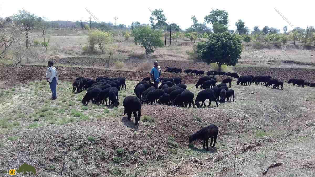 گوسفندان دِکَنی در حال چرا