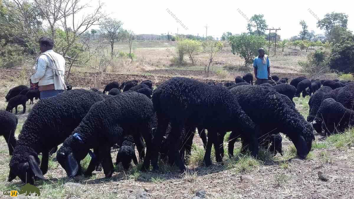 گله گوسفند دِکَنی در هند