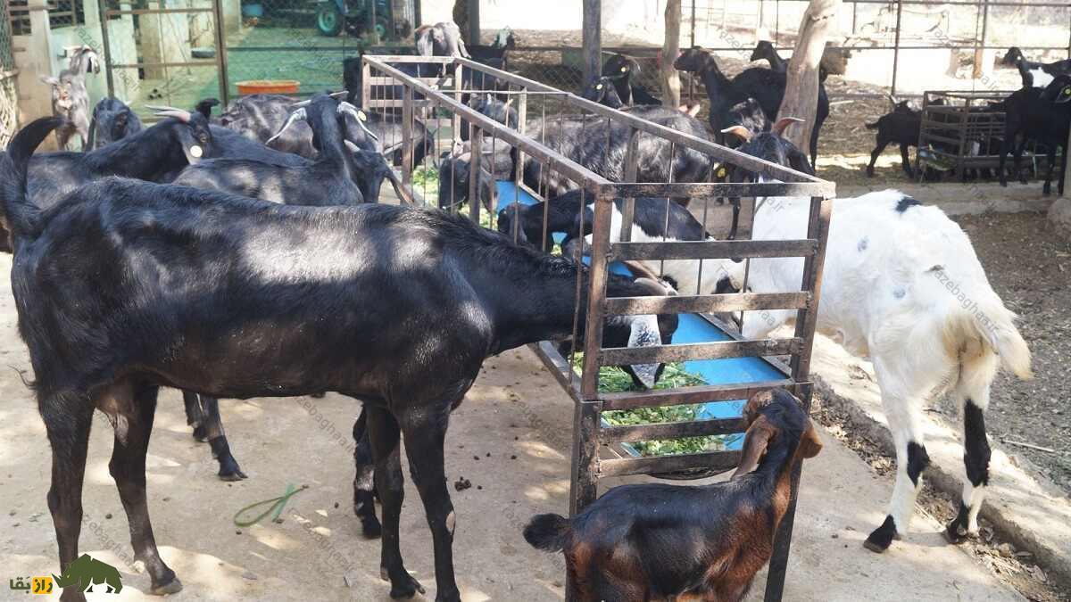 بز عثمانآبادی؛ بز هندی سختجانی که توسط خدایان «تبرک» شده و ارواح شیطانی را دور میکند بز عثمانآبادی؛ بز هندی سختجانی که توسط خدایان «تبرک» شده و ارواح شیطانی را دور میکند